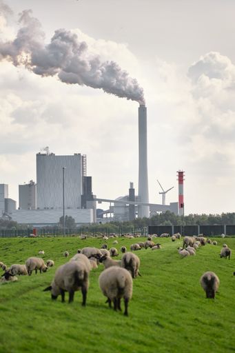 An active coal power plant with a steaming cooling tower in front of a dike with many sheep. Environmental damage trough fossil energy production.