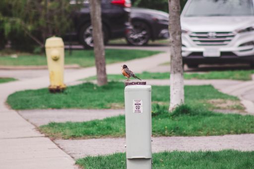 An american Robin sitting on an electrical box along a sidewalk in an Ontario, Canada neighbourhood