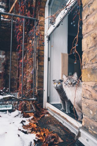 A vertical shot of domestic cats