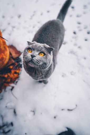 A vertical shot of domestic scottish fold cat in snow