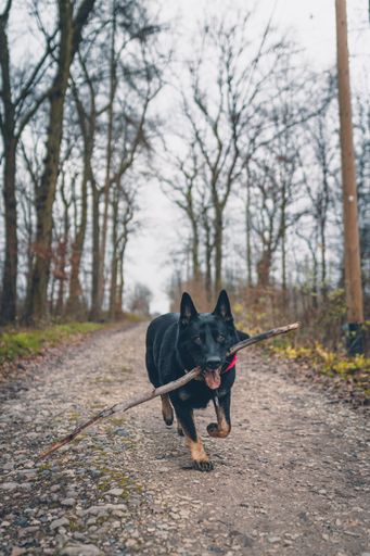 A vertical shot of German Shepherd