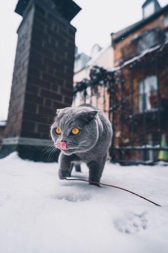 A vertical shot of a domestic cat