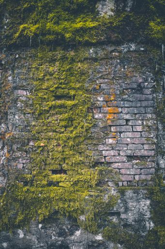 A vertical shot of a mossy stone wall