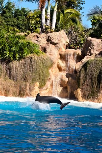 A closeup of a dolphin in the park