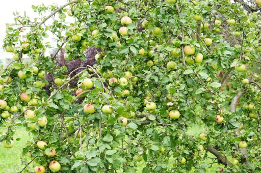 An apple tree surrounded by greenery in a field under the sunlight at daytime