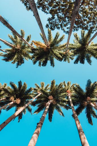 A vertical low angle shot of the palm trees in Rio Botanical Garden
