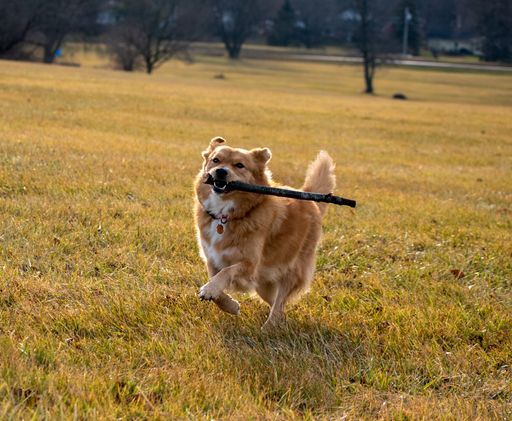 A scenic view of a cute dog with a stick in its mouth running on a field