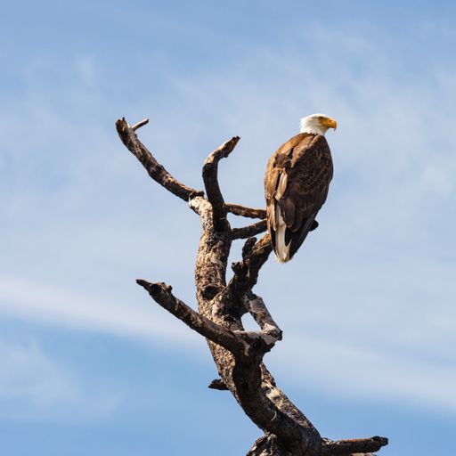 A vertical shot of an eagle perched on a dry tree