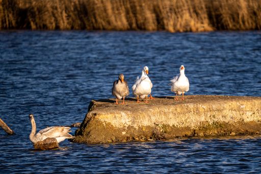 A beautiful shot of some geese on a huge rock in the middle of the lake.