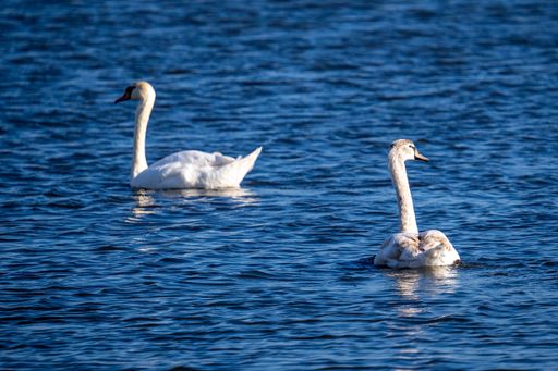 A closeup of tundra swans swimming on a lake under the sunlight with a blurry background