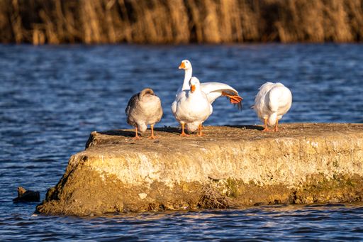 A closeup of geese perched on rock in a lake under the sunlight with a blurry background