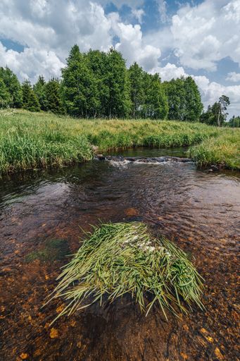 A moutnain creek in Sumava National Park, Czechia