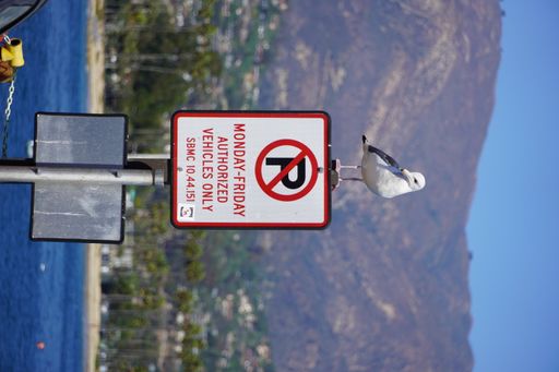 A vertical shot of a seagull perched on a parking instructions sign