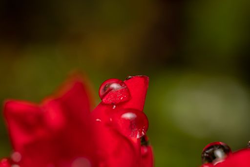 A macro shot of a red flower with dewdrops against a blurred background