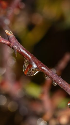 A macro shot of dewdrops on a stem against a blurred background