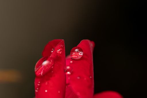 A macro shot of a red flower with dewdrops against a blurred background