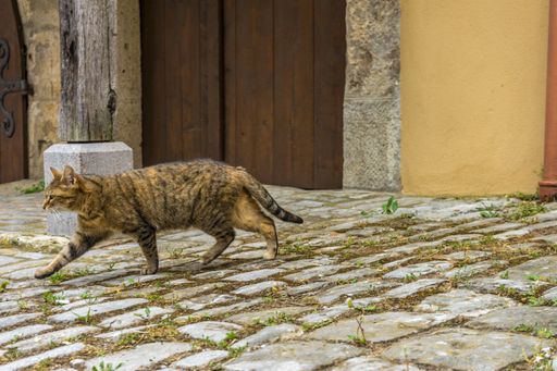 An adorable striped cat walking around on the streets of Rothenburg ob der Tauber, Germany