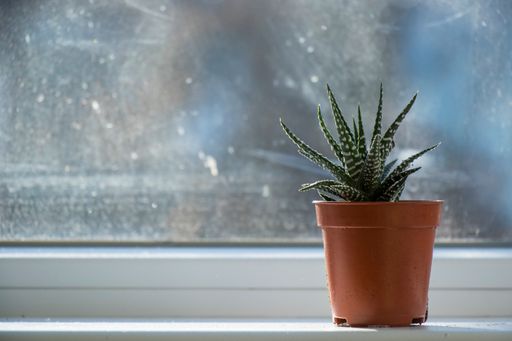 A potted Haworthia succulent on a sunny windowsill