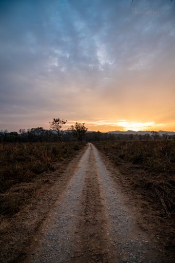 A vertical shot of a narrow road in a field under a cloudy sky during the sunrise in India