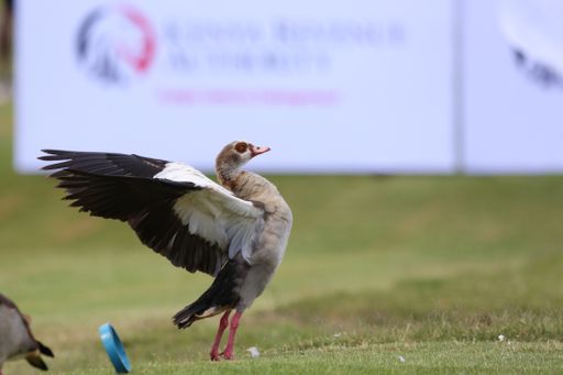 A closeup of a duck attempting to fly in a golf course