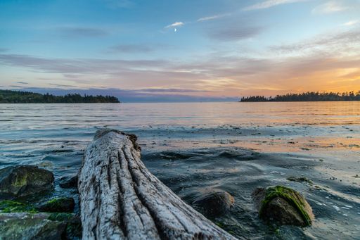 A tree log on a rocky shore surrounded by the sea during the sunrise in the morning