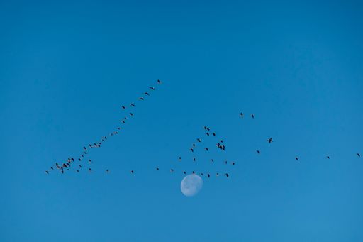 A scenic view of a group of birds flying together in the blue sky