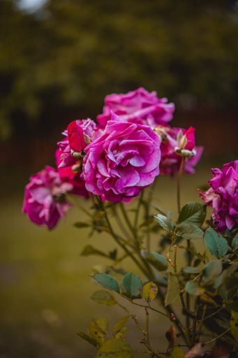 A vertical shot of pink roses blossoming in the garden
