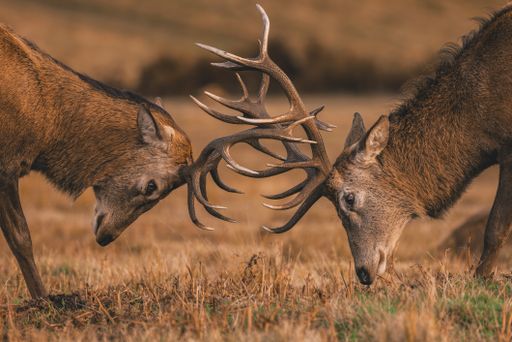 A closeup of two Red Deer stags fighting during the rut, locking antlers.
