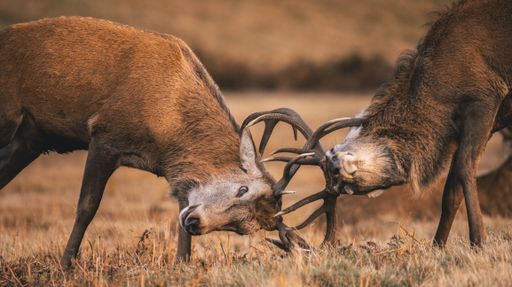 A closeup of two Red Deer stags fighting during the rut, locking antlers.