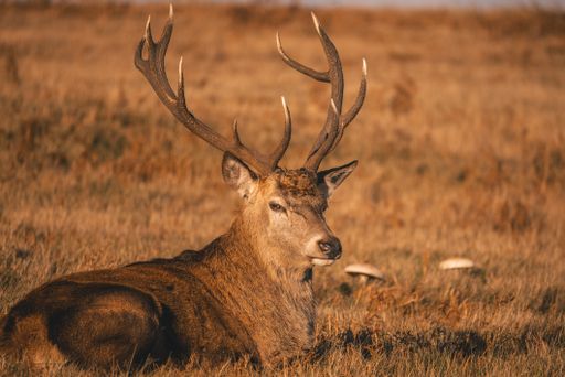 A beautiful shot of a Fallow deer in a forest