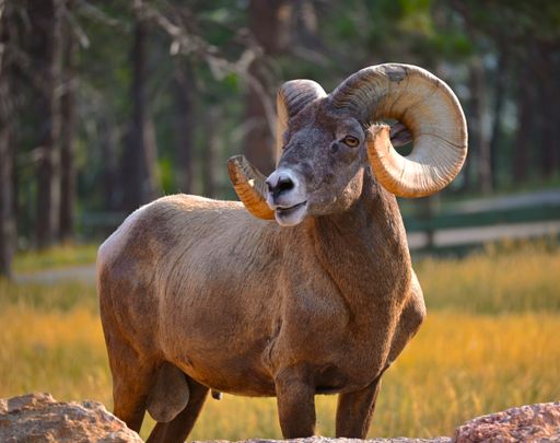 A closeup shot of a bighorn sheep in a forest in South Dakota