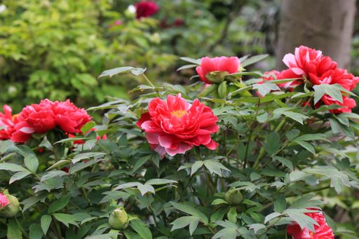 A closeup shot of pink tree peony flowers blooming in a botanical garden