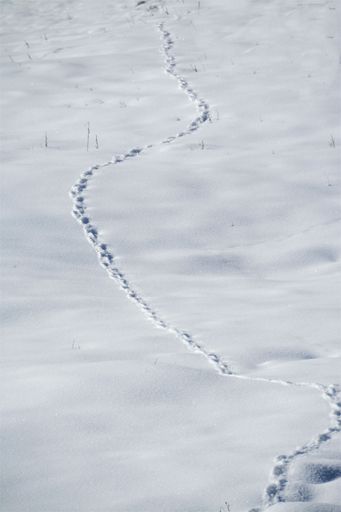 A vertical high angle shot of an animal trail on the snow-covered ground