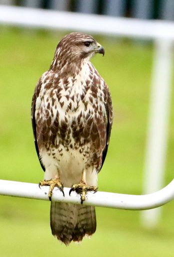A vertical shot of a proud-looking common buzzard (Buteo buteo) looking aside resting on a pipe