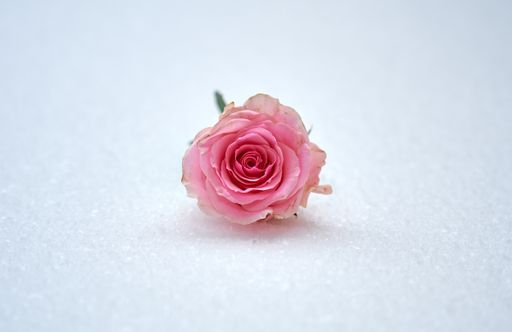 A closeup of a pink rose on a white surface under the lights