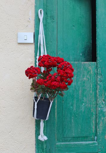 A closeup shot of beautiful vivid red flowers in the pot hanging from the old blue door frame