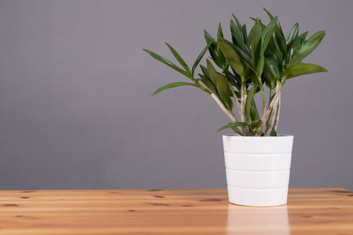 A potted decorative plant on a wooden table with copy space