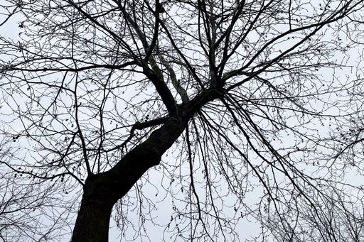 Close up tree silhouette against sky in nature