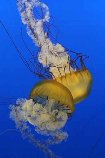 A vertical closeup shot of illuminated jellyfish in blue water