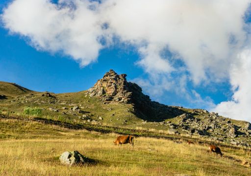 A beautiful view of cows grazing in the meadow