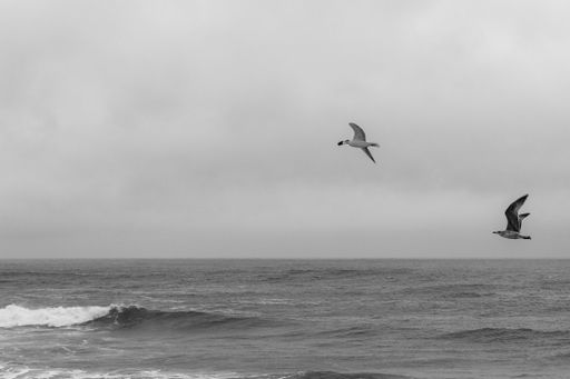 A grayscale shot of two aquatic birds flying over the sea