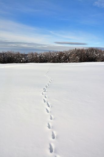 A vertical picture of deer tracks in the snow against the forest at daytime