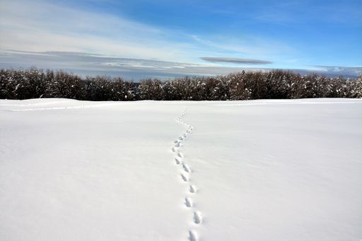 The deer tracks on the snowy ground in winter