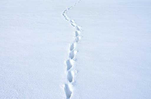 A close up of deer tracks in a freshly fallen winter snow