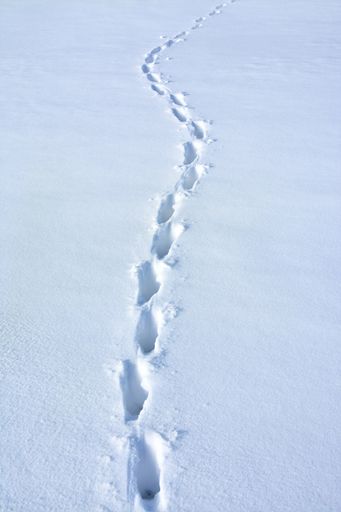 A vertical high angle shot of deer tracks on the snow