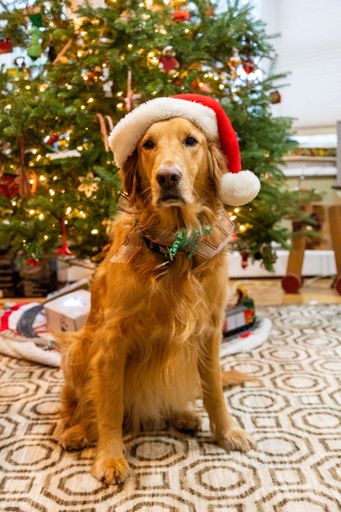 A vertical shot of an adorable dog with a Santa hat near a Christmas tree