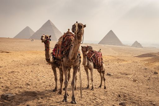 A closeup of camels with pyramids on the background