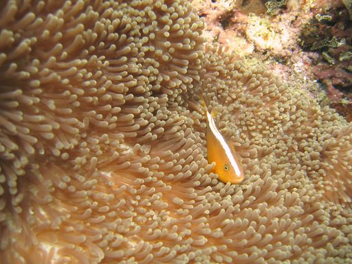 A selective closeup shot of a yellow fish swimming in coral reefs