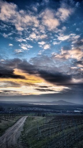 A vertical shot of a landscape with vineyards under cloudy sunset sky