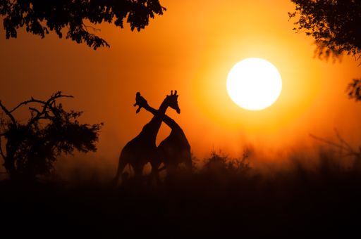 A beautiful backlit shot of two giraffes fighting in the safari during sunset surrounded by plants